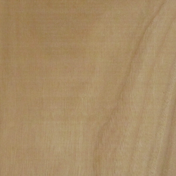 楠(クス)